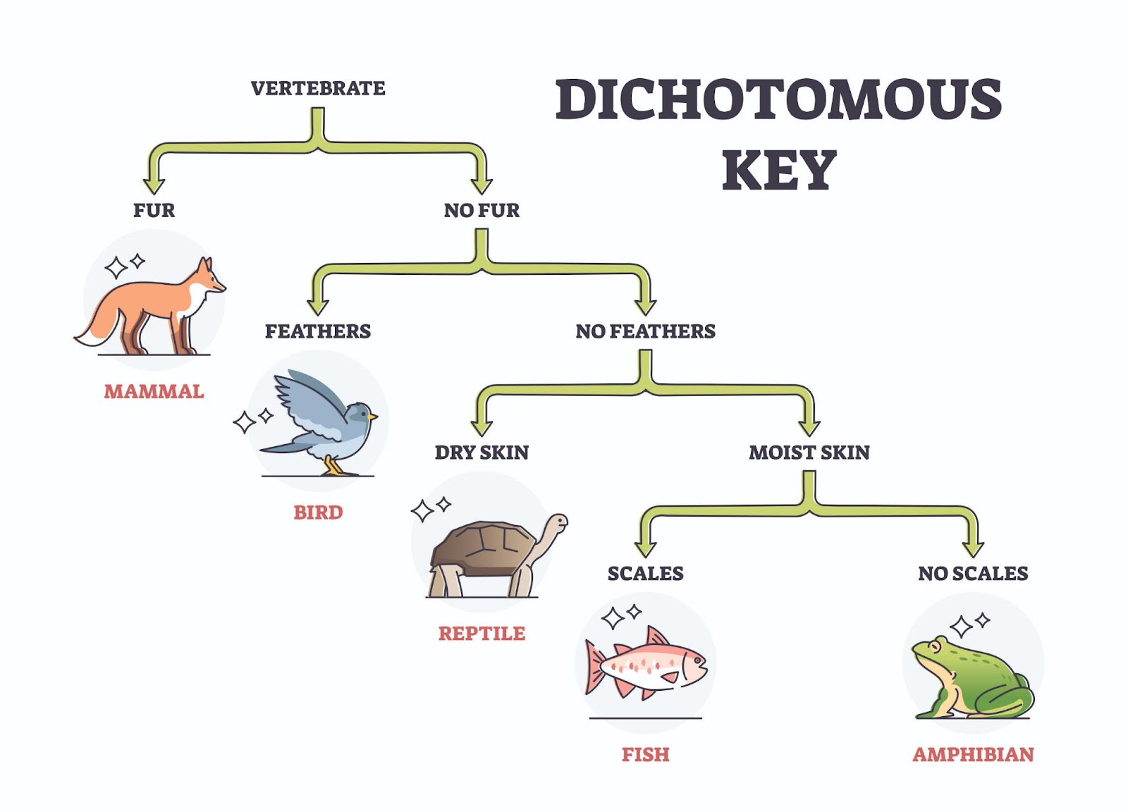 what-is-key-in-biology-dichotomous-key