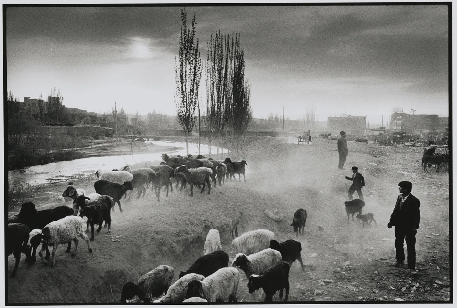 Men are seen silhouetted in a dusty landscape as they move a flock of sheep along a river. Buildings and trees are seen in the distance.