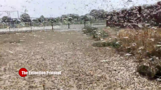 Plagues of locusts darken skies, threaten crops in Southern Russia Locust-plague-russia