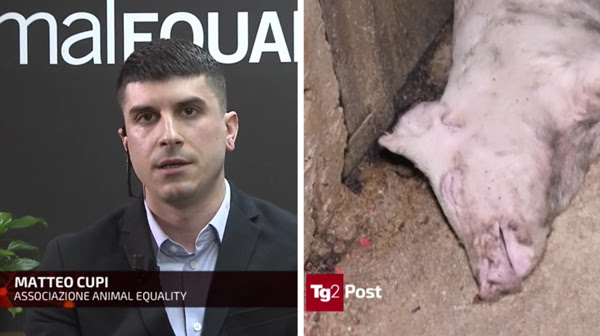 Matteo Cupi, Animal Equality al TG2