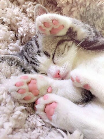 Cat-paws-pink