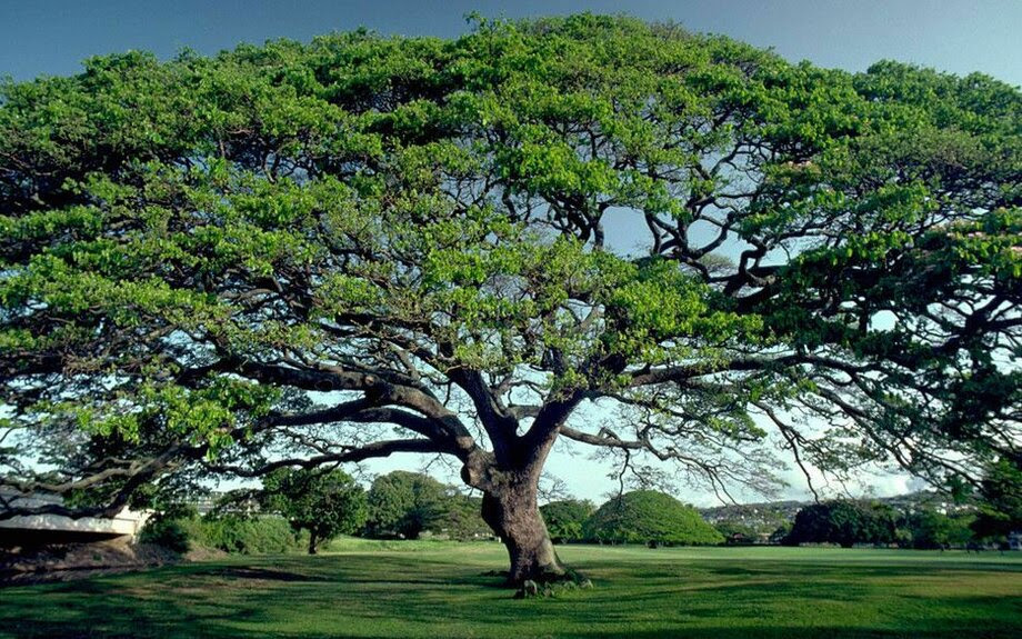 Researchers solve the mystery of how a single cell turns into majestic trees