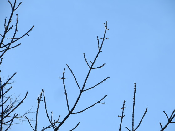 Ash tree branches in front of a blue sky.