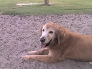 Dog in Sand