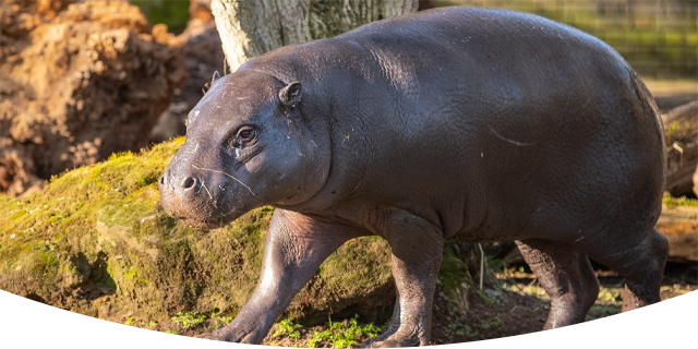 Pygmy hippo, Amara, trotting around her new home at London Zoo