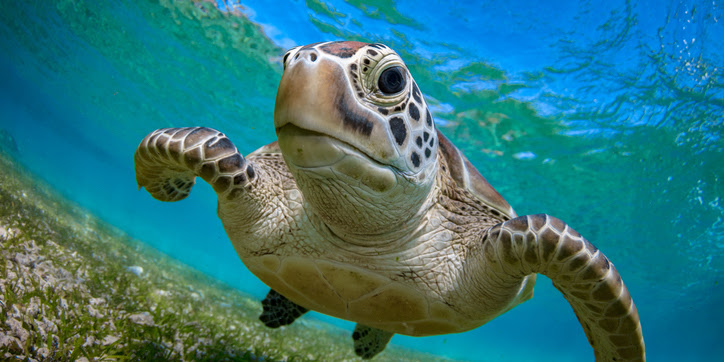 A sea turtle swims through blue-green waters.