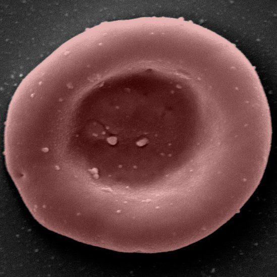 A lab-grown red blood cell