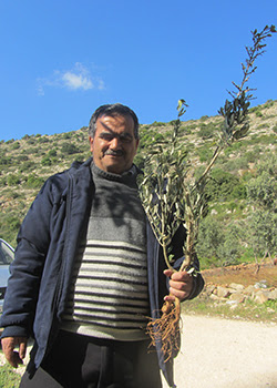 ‘Abd al-‘Aziz ‘Aqel, one of the landowners, holding an uprooted seedling. Photo by Abdulkarim Sadi, B’Tselem, 3 April 2017