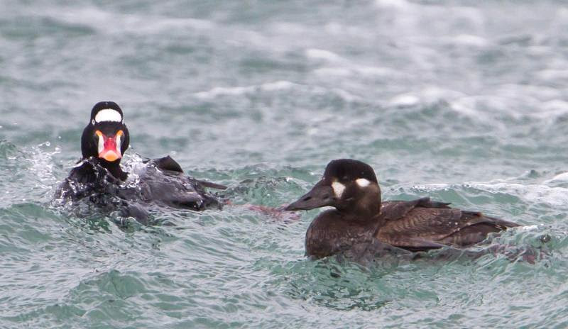 File:Surf Scoter-male and female-2.jpg