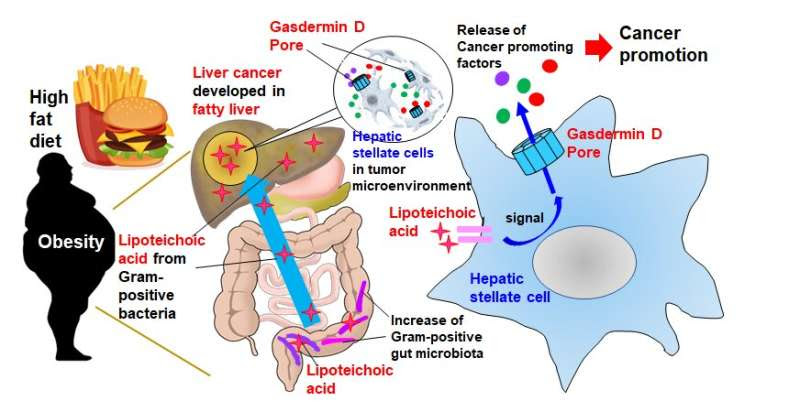 Porous cells lead to poorer livers