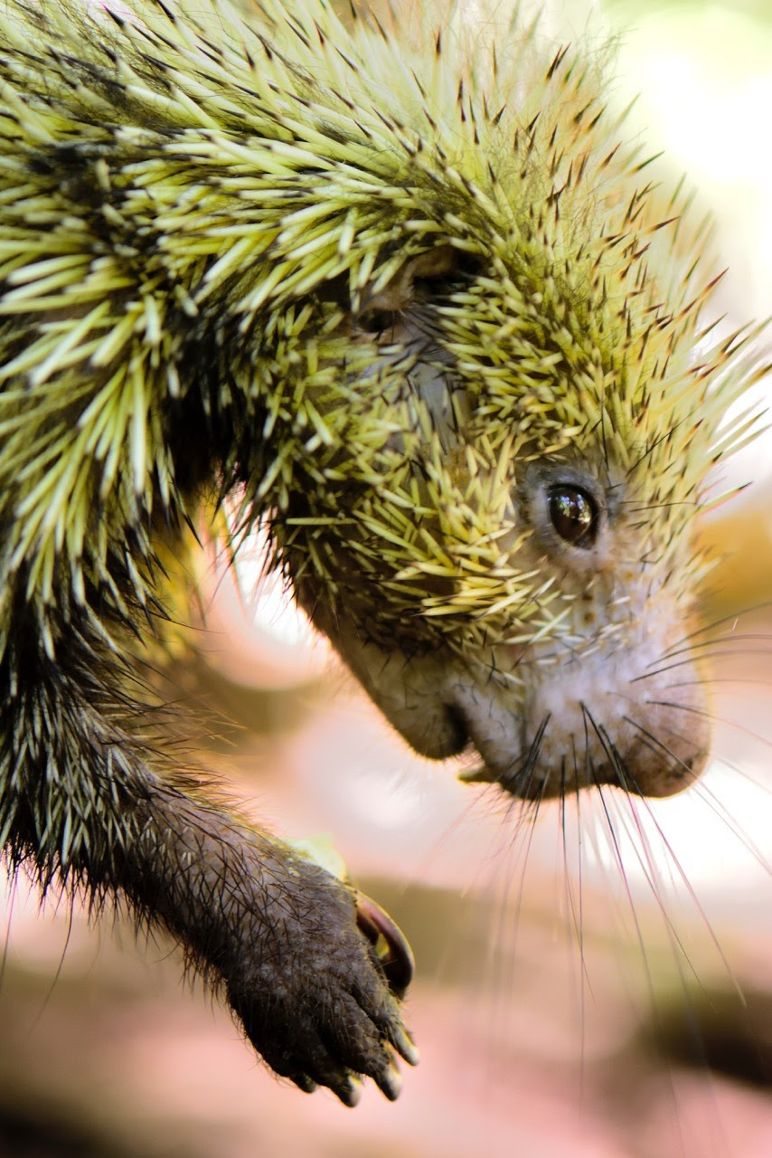 Mr. Cuddles the Porcupine