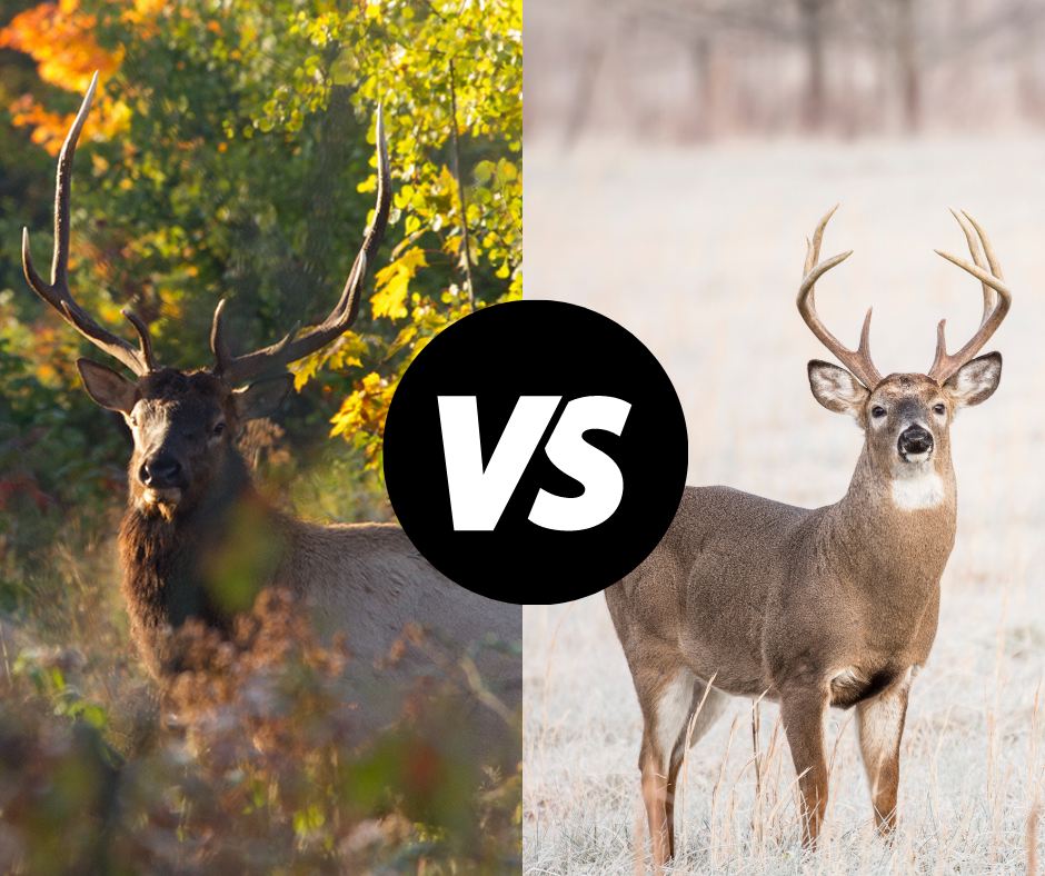 A side-by-side image of an elk and a deer.