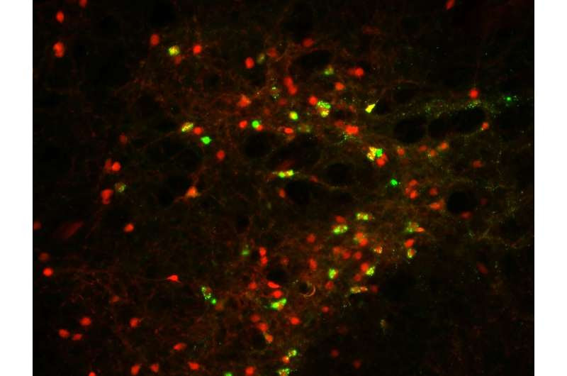 Brain circuit responsible for locomotor activation and avoidance behavior