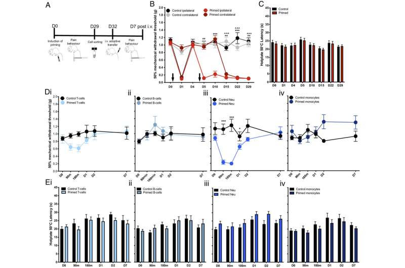 Possible association found between neutrophils migration into sensory ganglia and fibromyalgia pain