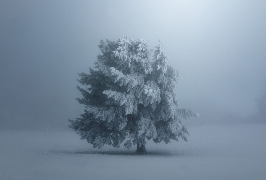 A single snow-covered pine tree stands in a field on a misty day.