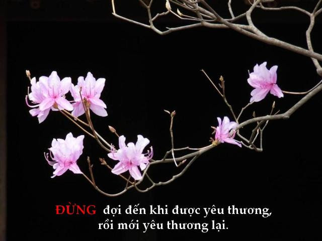 http://www.dongcong.net/photogallery/Cham-Ngon_CS/cs_clip_image018.jpg