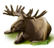Moose resting. Male adult moose with big horns. Il. Lustration on white background Stock Image