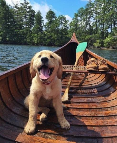 Funny Dogs, part 2