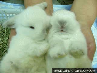 Image result for MAKE GIFS MOTION IMAGES OF BUNNIES HOPPING