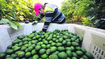 Ica y Lima concentran el 46.5% del total de las agroexportaciones no tradicionales peruanas de enero a julio de este año
