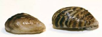 two adults zebra mussels, pale yellow color with darker zig zag design