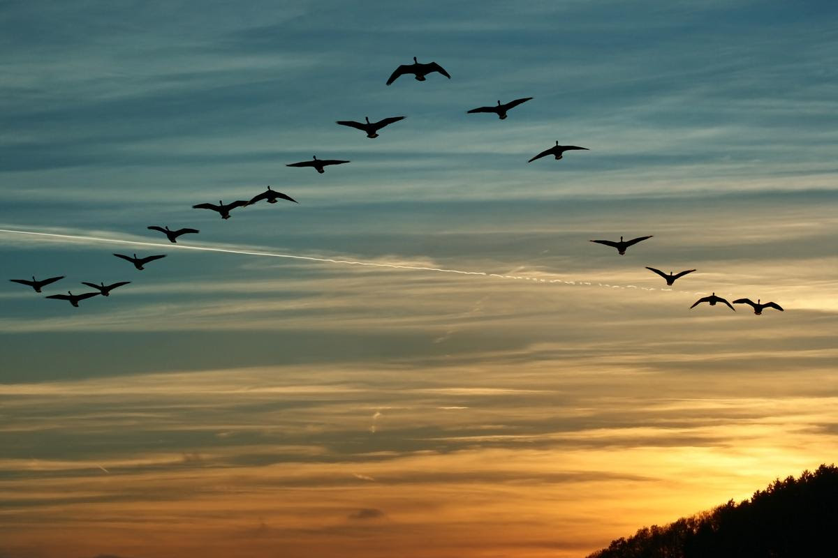 Scientists may have discovered new evidence explaining the cellular mechanism for how birds and other animals can navigate using the Earth's magnetic field