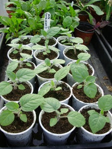 Cape Gooseberry - small plants ready to pot on to larger pots