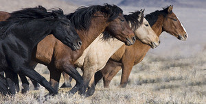 mustang horses