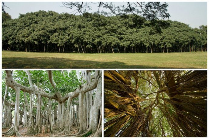20 самых странных деревьев в мире, которые доказывают, что природа круче любых спецэффектов!