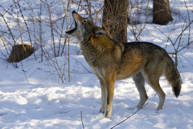 red wolf howl