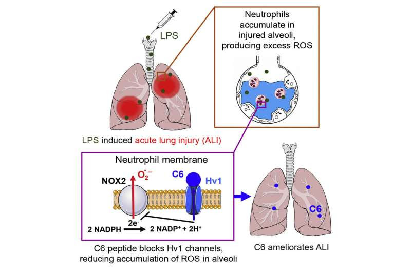 Researchers identify new therapeutic approach to prevent ARDS