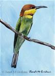 Chestnut Headed Bee-Eater ACEO - Posted on Thursday, January 15, 2015 by Janet Graham