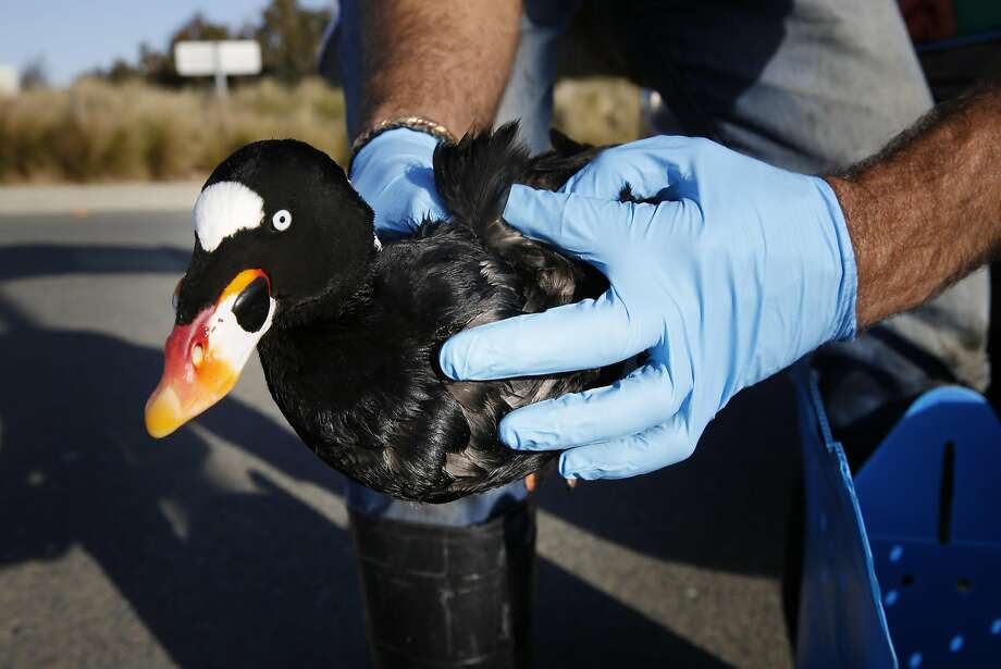 Mark Russell with International Bird rescue rescue  secures a live surf scoter affected by mysterious substance  on Monday January 19, 2015 in Alameda, Calif. Recently a rash of birds deaths have been caused by substance. Photo: Mike Kepka, The Chronicle