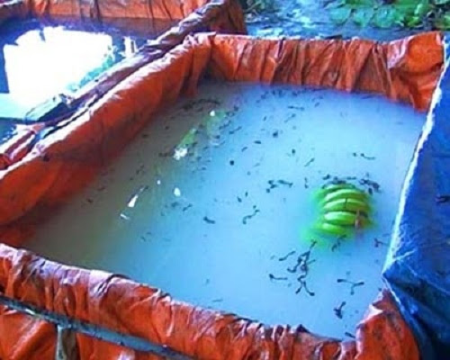 1.Với những thùng hóa chất trắng đục như thế này, hàng ngàn tấn chuối đã được “hóa phép” để từ chuối xanh thành chuối chín và cung cấp ra thị trường. 