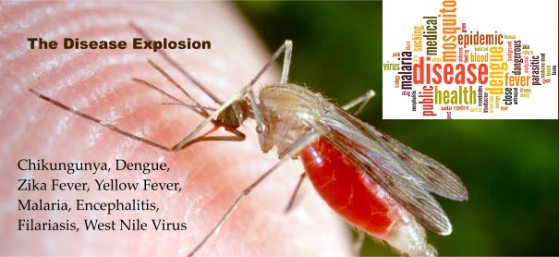 The Mosquito Disease Explosion: Experts warn the Yellow Fever outbreak in Africa is a ticking time b Mosquito
