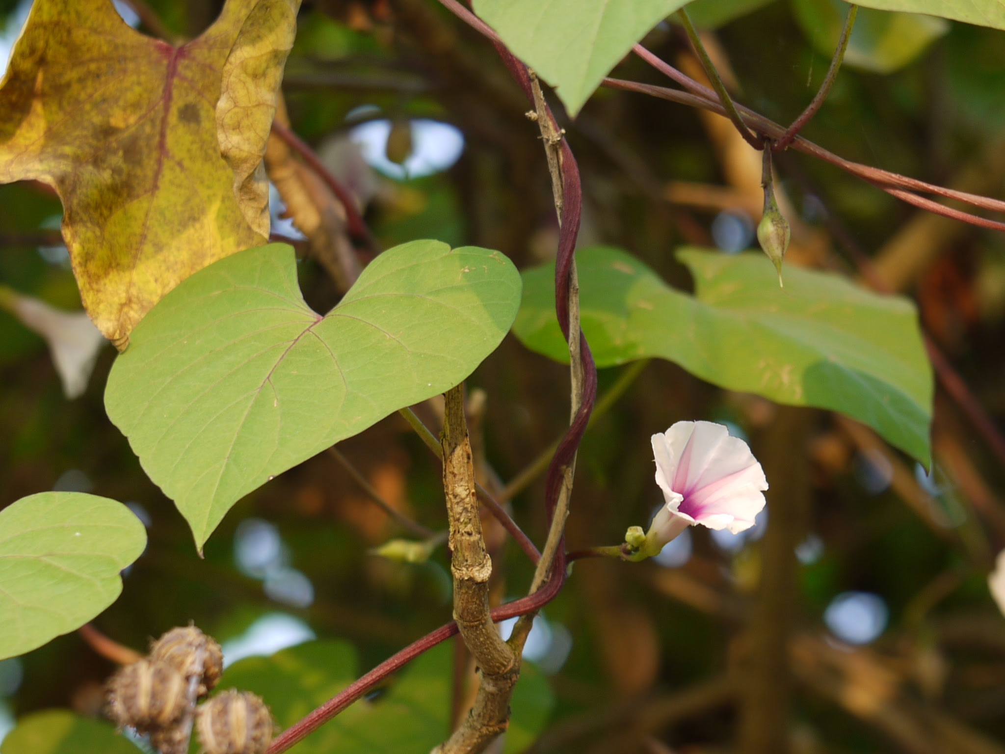 Ipomoea acanthocarpa (Choisy) Hochst. ex Schweinf. & Asch.