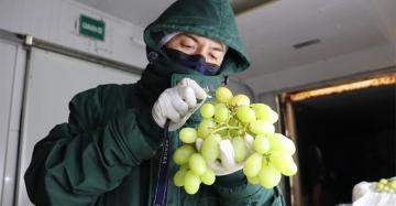 Productores de La Libertad inician campaña de exportación de uva de mesa