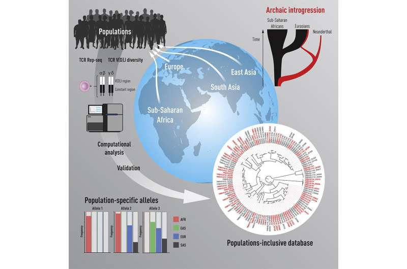 Major genetic study reveals unexpectedly high variation in T-cell receptor genes between persons