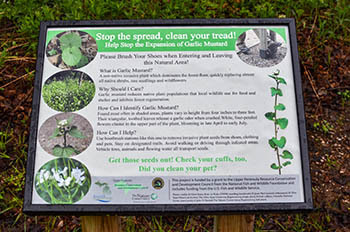 An interpretive sign shows visitors to the Forest Lake State Forest Campground in Alger County how to help stop spreading invasive garlic mustard.