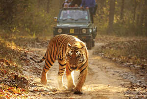 Las autoridades de la India consideran a los tigres una lucrativa atracción turística.