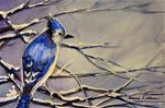 January Blue Jay - Posted on Sunday, January 4, 2015 by Tammie Dickerson