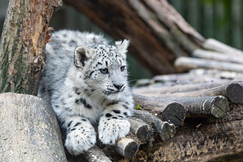 Snow Leopards Live in Mountainous Areas - The Wolf Center