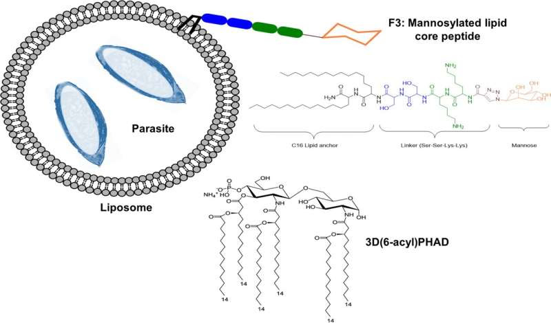 Broad-spectrum malaria vaccine developed