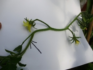 1. Sideshoot developing on end of flower truss.