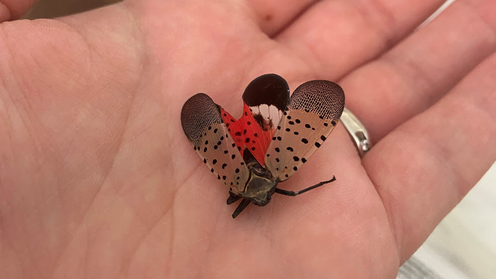  Smithfield to spray town after spotted lanternfly sightings