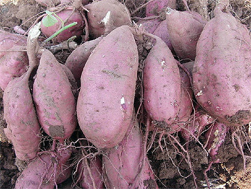 ngăn ngừa, ung thư, loại quả, khoai lang, cà tím, kiwi, thực phẩm ngăn ngừa, ung thư, loại quả, khoai lang, cà tím, kiwi, thực phẩm