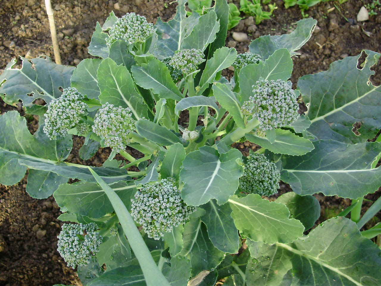Calabrese broccoli 'Green Magic' making nice side shoots after central head cut