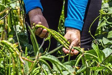 En América Latina se cosechan 15 especies de leguminosas, de las cuales 13 se cultivan en Perú