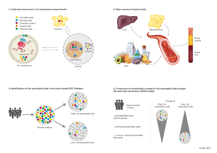 Lipidomics Provides New Biomarkers for Cardiovascular Disease and Type 2 Diabetes