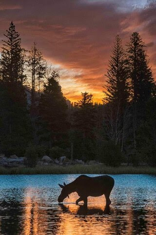 Good-Night-Sunset-Moose